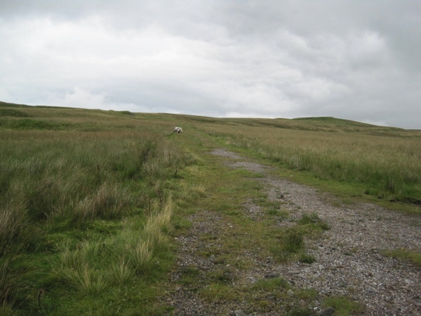 Photo 6"x4" Track leading to Old Mine Workings, Cow Green Harwood\/NY8233 c2010
