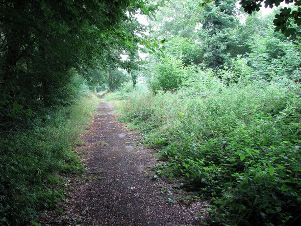 Photo 6"x4" A path in Hethel Wood Penny's Green c2010
