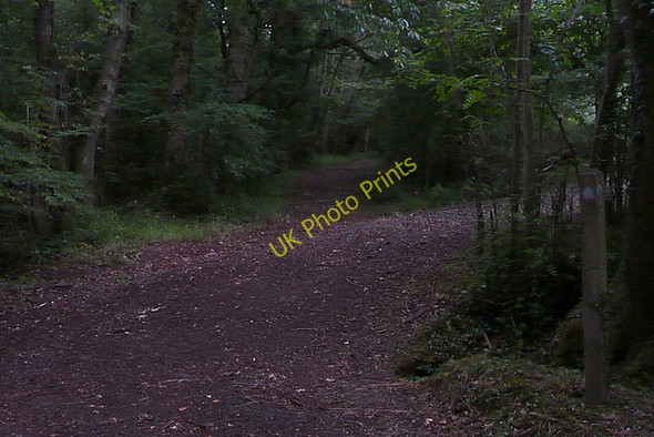 Photo 6"x4" Paths at Quay Copse Bedham c2010