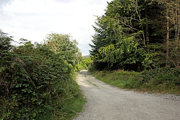 Photo 6"x4" Lane and Forest Graiguenamanagh c2010