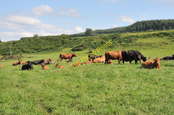 Photo 6"x4" Cows in a field near Cantraydoune Cantraywood c2010