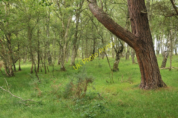 Photo 6"x4" Small area of deciduous woodland near Arpafeelie Balgunearie c2010