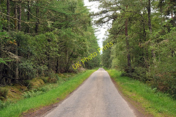 Photo 6"x4" Road through Schoolhouse Wood Munlochy c2010