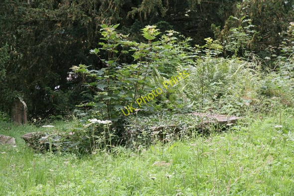 Photo 6"x4" Saplings round the grave New Radnor c2010
