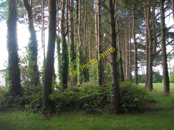 Photo 6"x4" Shelter belt between the caravan park at Penrhos and the Polish village Penrhos\/SH3434 c2010