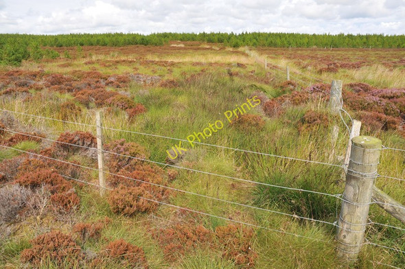 Photo 6"x4" Fencing separating forest areas Tannach c2010