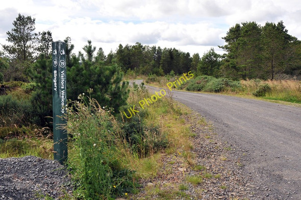 Photo 6"x4" Forest entrance at Blingery Tannach c2010