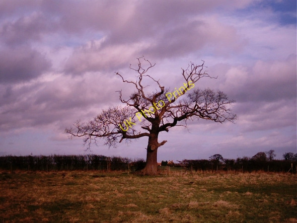 Photo 6"x4" Dead Tree Wheldrake c2003