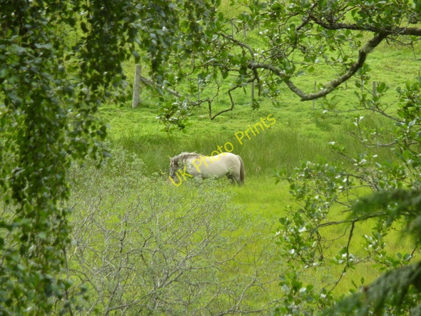 Photo 6"x4" Horse in rough pasture, Inshriach Alvie c2010