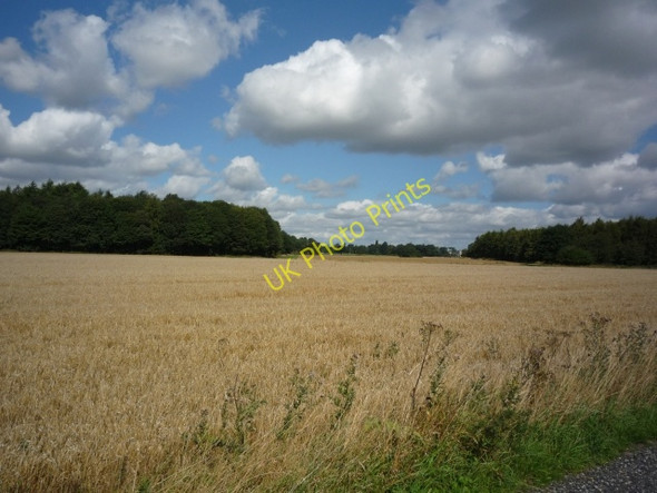 Photo 6"x4" Sheepwalk Plantation Escrick c2010