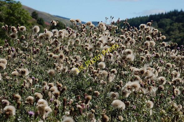 Photo 6"x4" Thistle seed heads Thornielee c2010