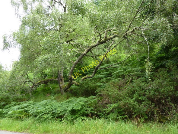 Photo 6"x4" Woodland at Inshriach Alvie c2010