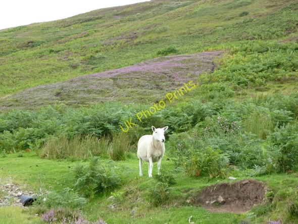 Photo 6"x4" Sheep and heather near Achosnich Rearquhar c2010