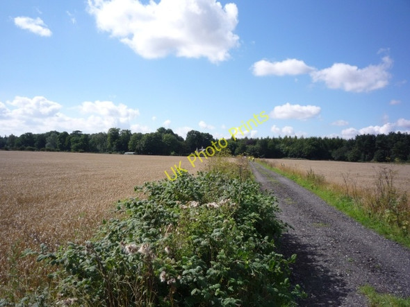 Photo 6"x4" Sheep Walk Escrick c2010
