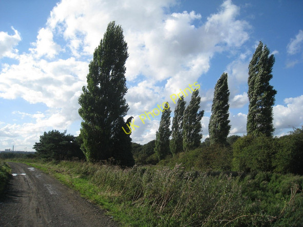 Photo 6"x4" Poplars at Gokewell Santon\/SE9212 c2010