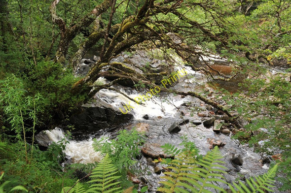Photo 6"x4" River Loy in Glen Loy Muirshearlich c2010