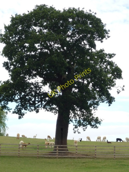 Photo 6"x4" Tree & llamas Crambe c2010