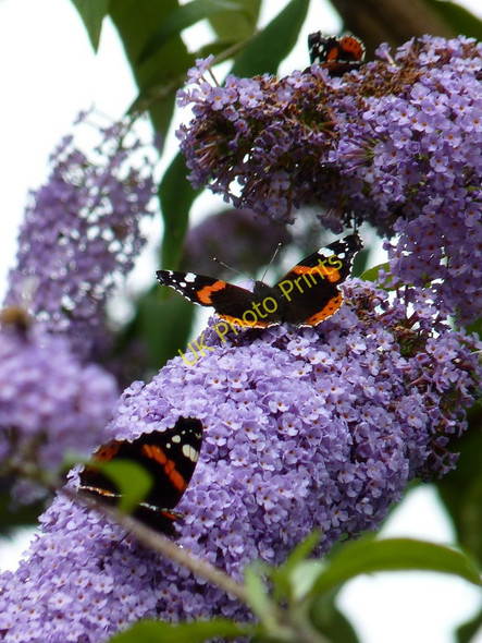 Photo 6"x4" Red Admirals in Boscastle Boscastle c2010