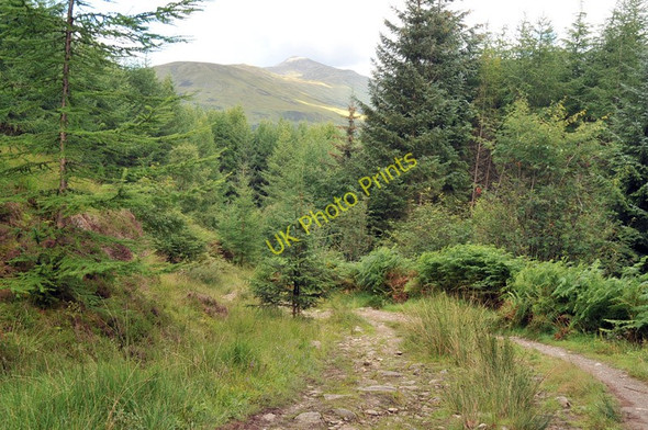 Photo 6"x4" West Highland Way near Ewich Crianlarich c2010