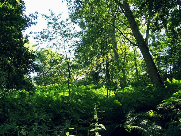 Photo 6"x4" Woodland on Snelsmore East Common Curridge c2005