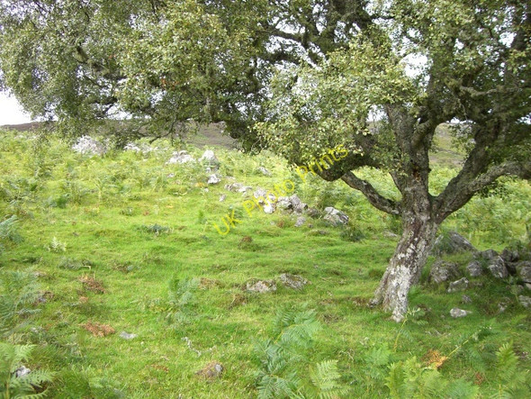 Photo 6"x4" Old wall near Dalnamain Little Torboll c2009