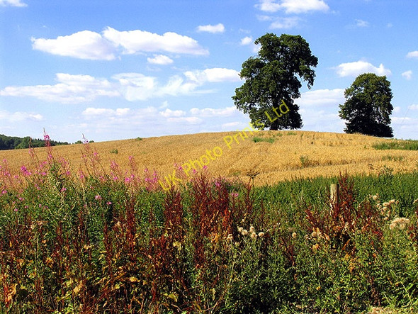 Photo 6"x4" Barley Field near Curridge Curridge c2005