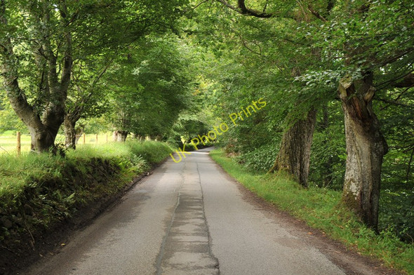 Photo 6"x4" Tree lined road through Glen Lyon Invervar c2010