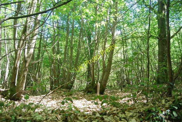 Photo 6"x4" Coppiced trees, Shoesmith's Wood Wood's Green c2010