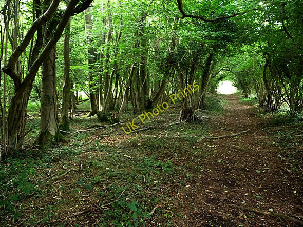 Photo 6"x4" Footpath through the woods near Forestside Forestside c2010