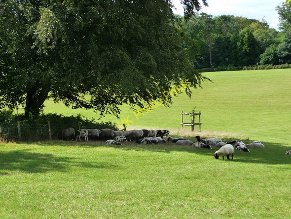 Photo 6"x4" Field near Stansted House Stubbermere c2010
