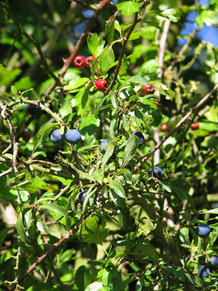 Photo 6"x4" Blackthorn and hawthorn berries Bunwell Bottom c2010