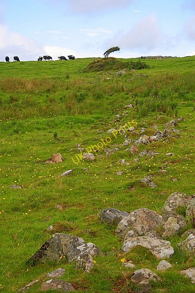 Photo 6"x4" Tree on Old Field Boundary Barend\/NX8855 c2010