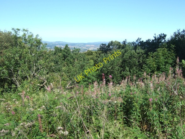Photo 6"x4" Woodland to the north of the Wellington monument Wrangway c2010