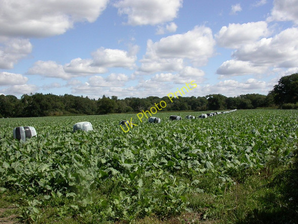 Photo 6"x4" North Ripley, cabbage field North Ripley c2010