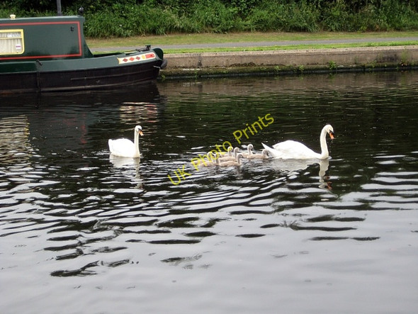 Photo 6"x4" Swans & cygnets (2) Wakefield\/SE3320 c2010