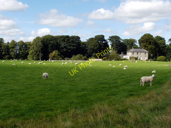 Photo 6"x4" Pasture south of Beanley Hall Beanley c2010