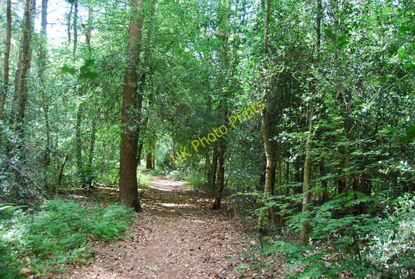 Photo 6"x4" Footpath, Marley Common Haslemere c2010