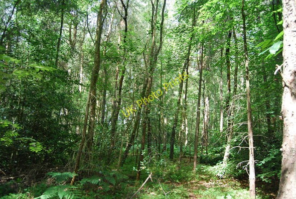 Photo 6"x4" Woodland, Marley Common Haslemere c2010