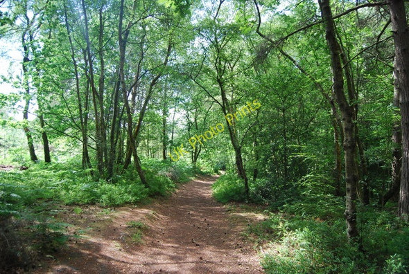 Photo 6"x4" Footpath south, Marley Common Haslemere c2010