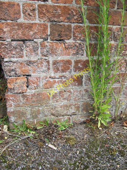 Photo 6"x4" Full of lichen Cholsey c2010