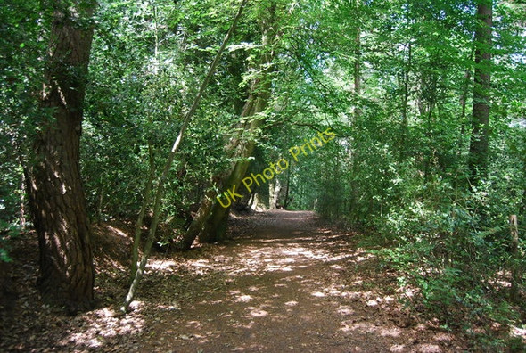 Photo 6"x4" Footpath north to Grayshott Grayshott c2010