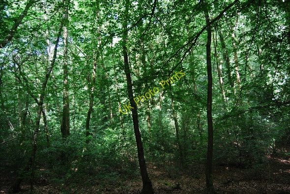 Photo 6"x4" Woodland south of Grayshott Grayshott c2010
