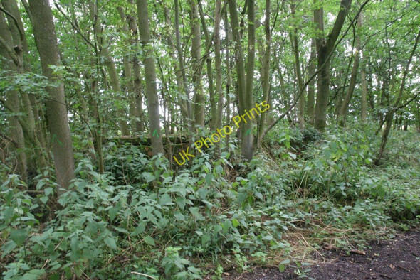 Photo 6"x4" Shelter in the woods Four Points c2010