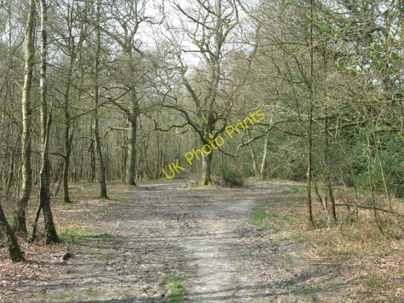 Photo 6"x4" Forest track, Ashdown Forest Chelwood Gate c2010