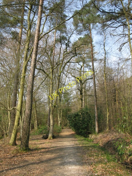 Photo 6"x4" Path through the forest Chelwood Gate c2010