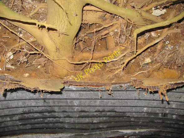 Photo 6"x4" The cause of devastation Ashampstead c2010