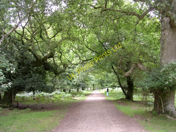 Photo 6"x4" Lyndhurst-Denny Lodge driftway west of Park Hill, New Forest Clayhill\/SU3007 c2005