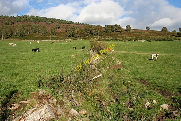 Photo 6"x4" Old Field Boundary Coull\/NJ5102 c2010