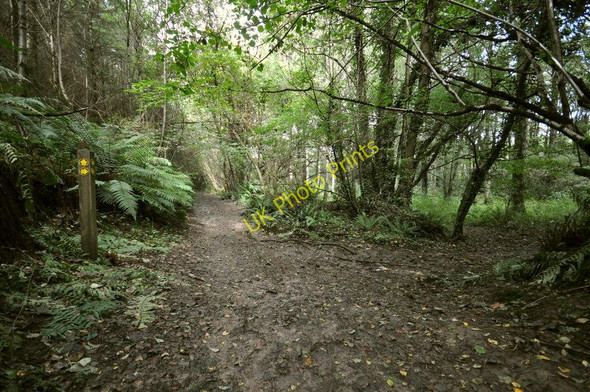 Photo 6"x4" The footpath in Blackwell Woods Knowle\/SS4938 c2010