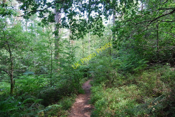Photo 6"x4" Footpath below Gibbet Hill Hindhead c2010